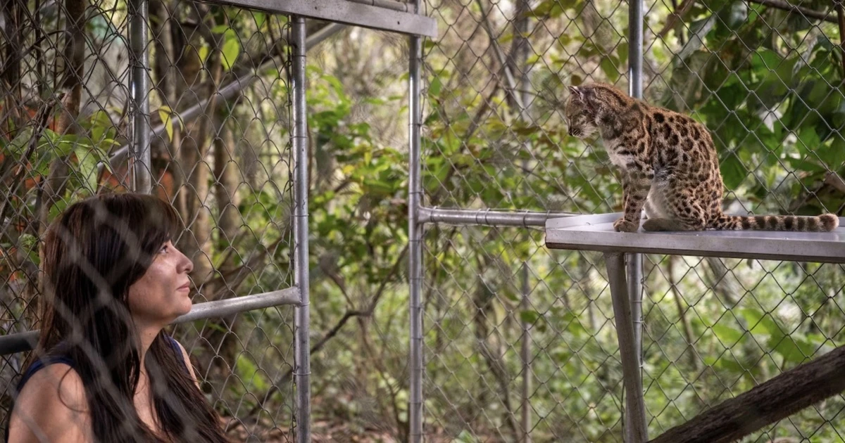 Невелика плямиста дика кішка Leopardus tilcayo, знайдена в лісах Юнгас у Болівії